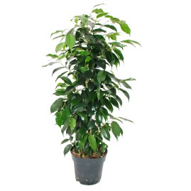 ficus